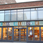 Giant Bellflower